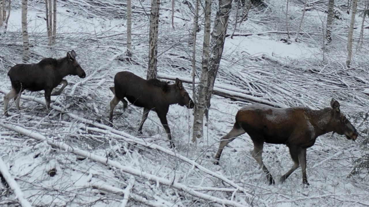 Moose cow with calves - Elg ku med kalver - Gj&oslash;vik - Innlandet - Norway 🇳🇴 Norge - Drone - 4K
