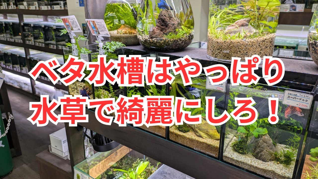 ベタ水槽に水草を植えたら色々と良かった話