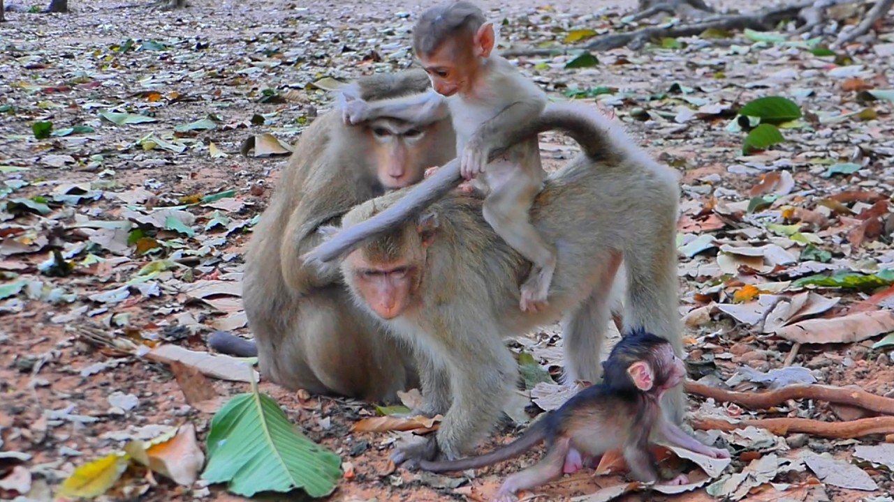 Sweet Monkey Family Moment & Baby Monkey Rina Plays and Rides on Mom Brindy Like a Horse 🐒 So Cute!