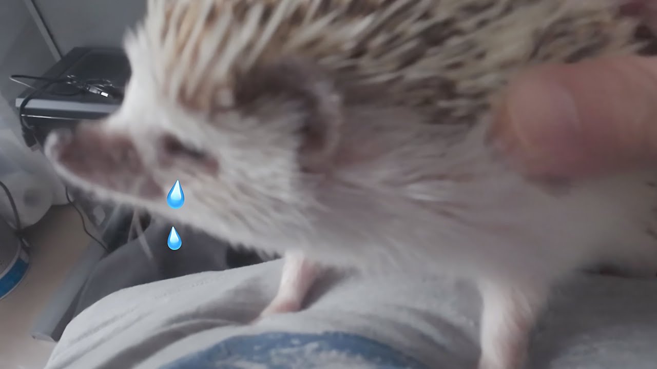 Dad, don’t bully me😭😭😭 #cute #刺蝟 #hedgehog #고슴도치 #ハリネズミ