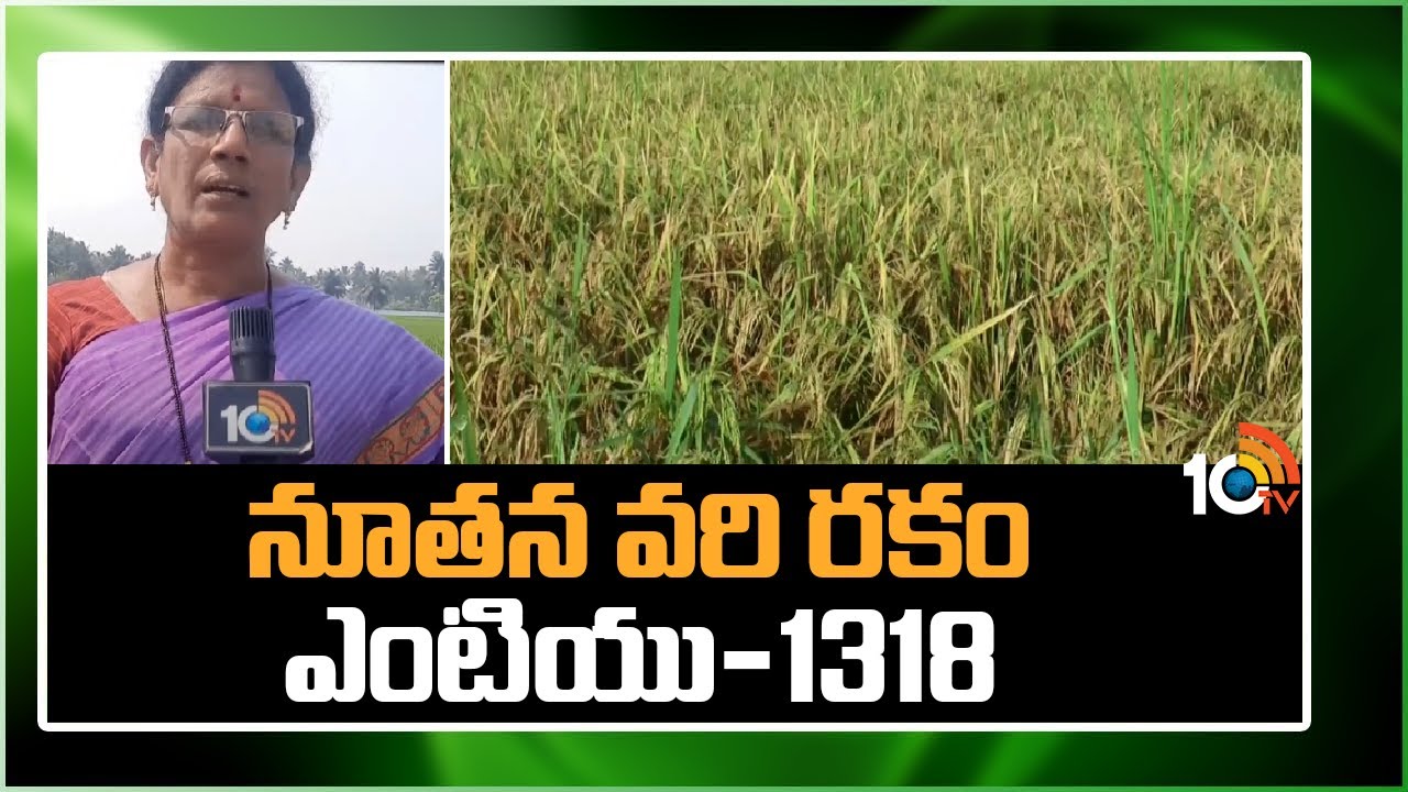 నూతన వరి రకం ఎంటియు-1318 | MTU 1318 Paddy Variety | Matti Manishi | 10TV News