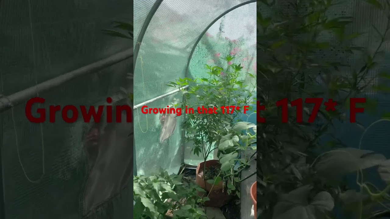 Growing cannabis in Arizona summer