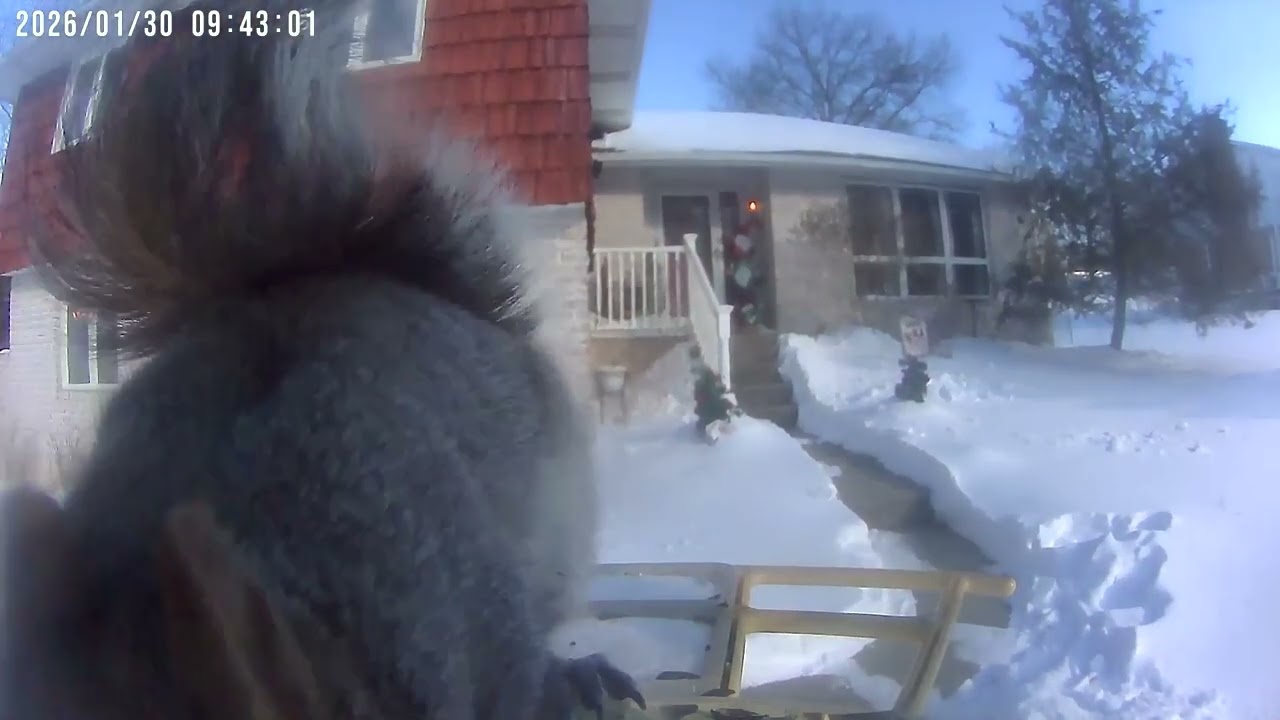 Daily Birdwatching - Netvue Birdfy Birdfeeder Cam - January 30, 2026