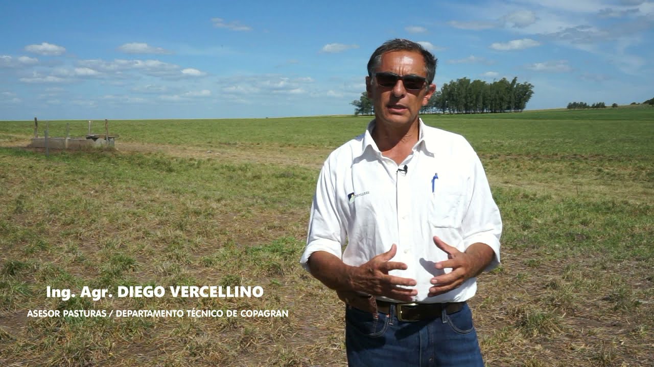 RECOMENDACIONES Y MANEJO DE PASTURAS: FESTUCA