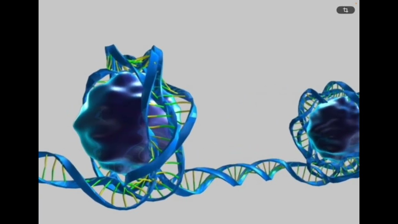 DNA, RNA y cromatina 