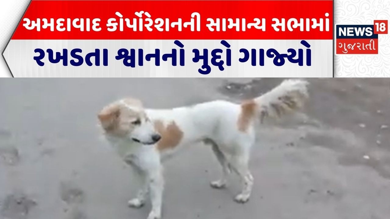 Ahmedabad AMC Meeting | અમદાવાદ કોર્પોરેશનની સામાન્ય સભામાં રખડતા શ્વાનનો મુદ્દો ગાજ્યો | AMC News