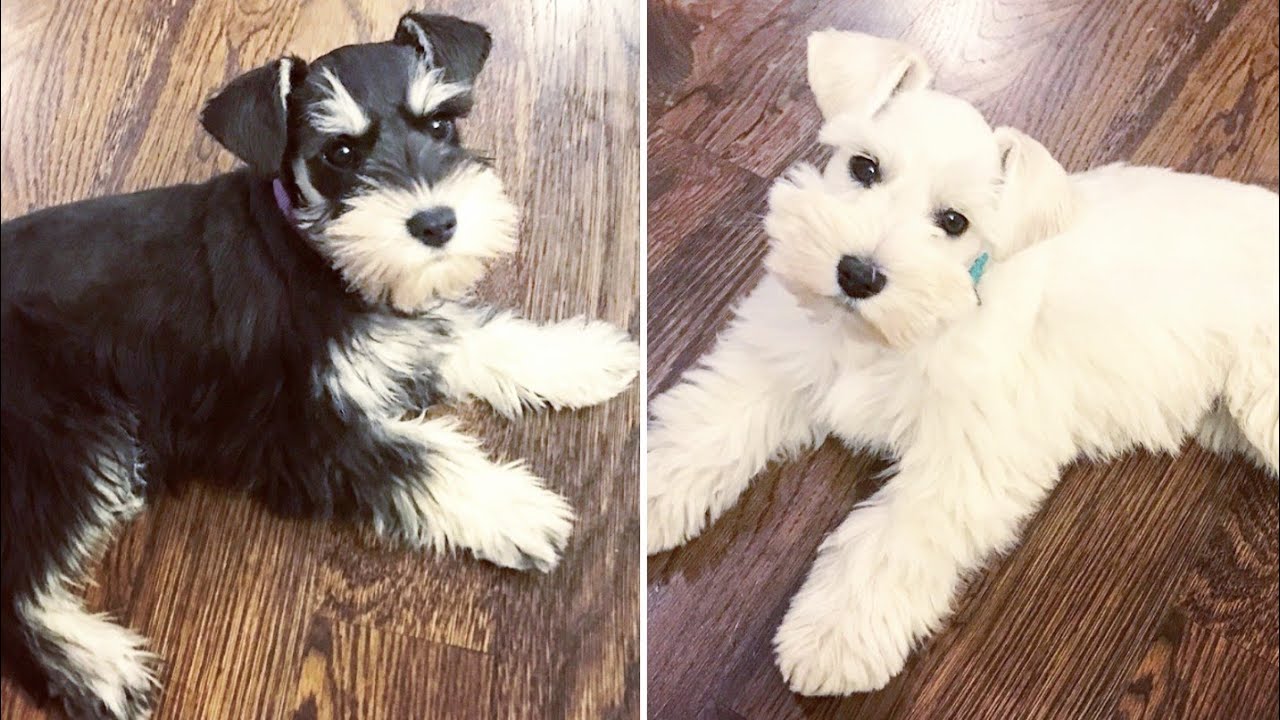 2 ADORABLE Miniature Schnauzer Puppies Playing - Lexi and Charlie