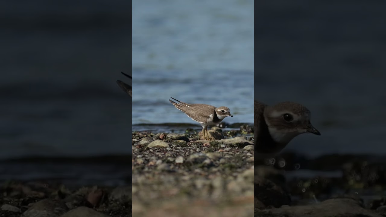 Ringed Plover - Charadrius hiaticula Linnaeus  (Sieweczka obrożna) 