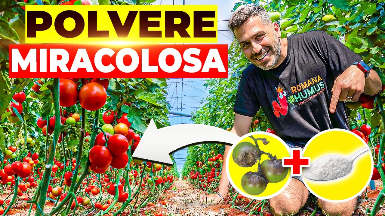 🔒PROTEGGI I TUOI POMODORI: Il segreto della POLVERE MAGICA contro le MALATTIE  fungine 🍄🚫🍅