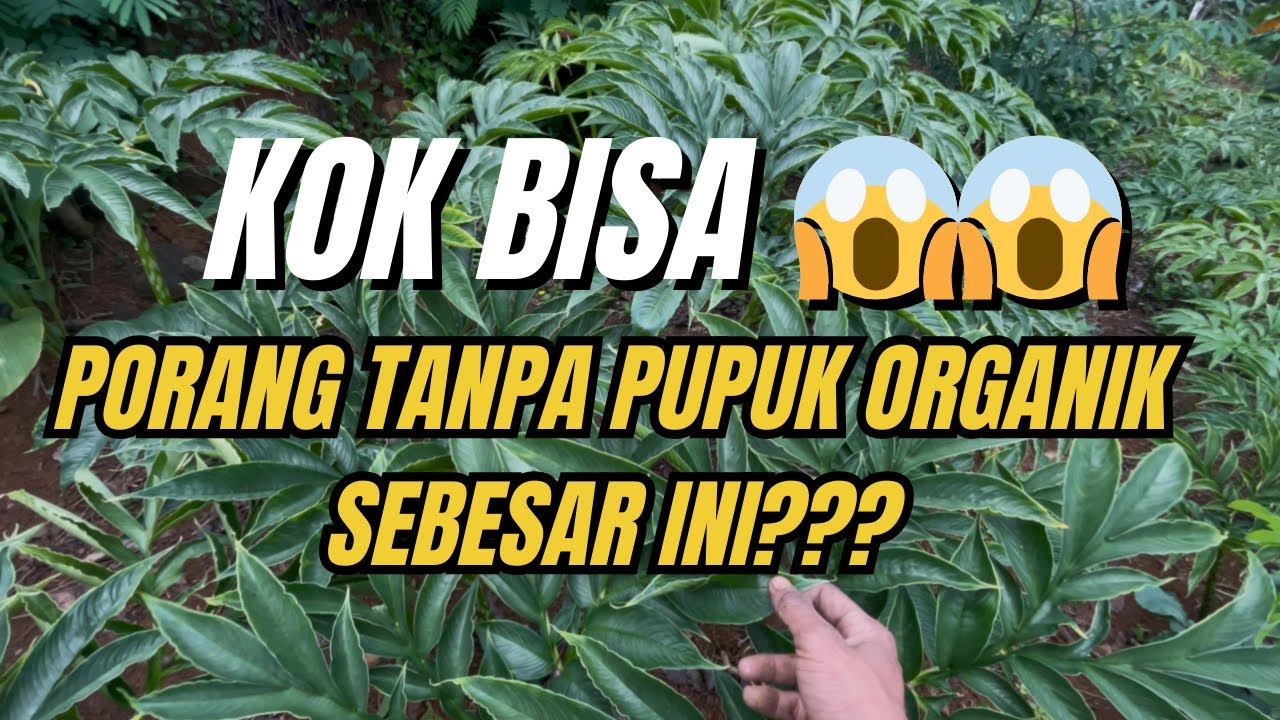 Ajaib! Porang Tumbuh Subur Pakai Ini!!! #porang #foryou #pertanian 