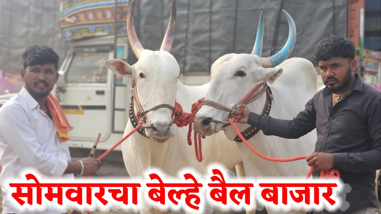 सोमवारचा बेल्हे बैल बाजार ,,दि-‌31/03/2025…Belhe Bail Bajar..Bail Bazar Belhe...#Belhe