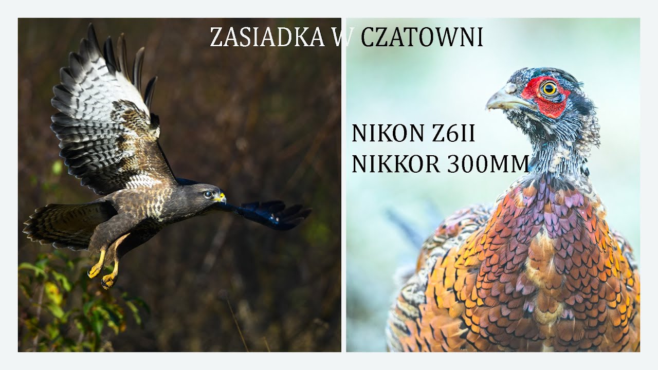 TO BYŁA NIESAMOWITA OBSERWACJA / CZATOWNIA I JEJ ZALETY MISTRZ PIERWSZEGO PLANU / #nikonphotography