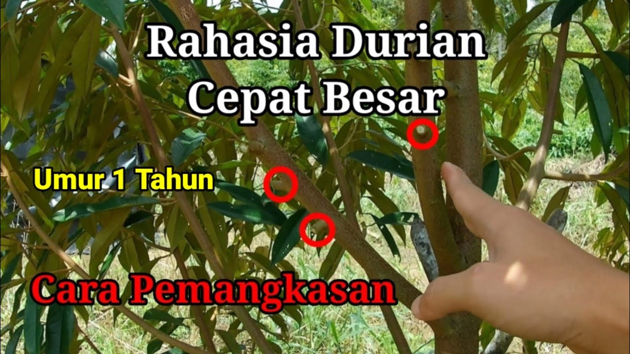 Cara Pemangkasan Durian Agar Cepat Besar / Pruning Durian