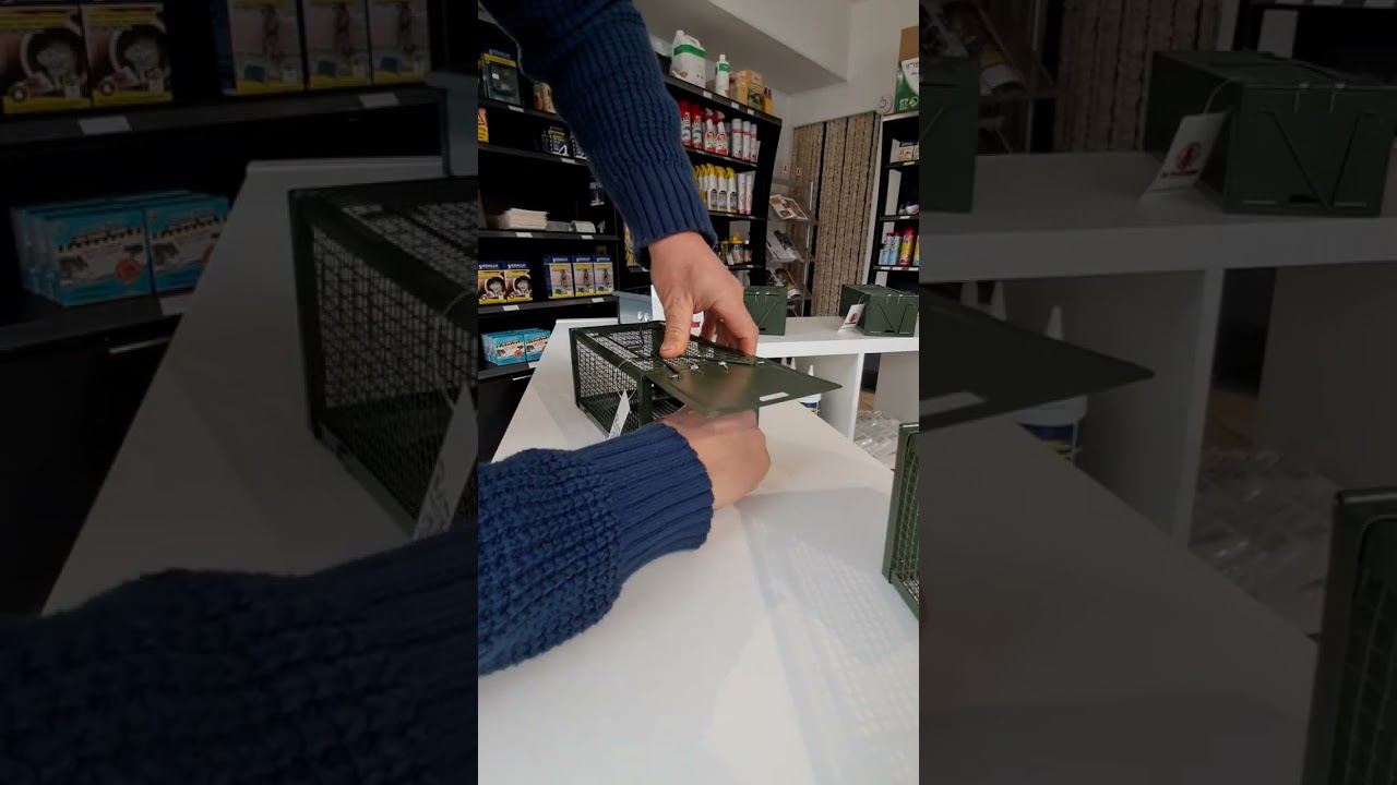 Ratten vangen met een rattenval.
