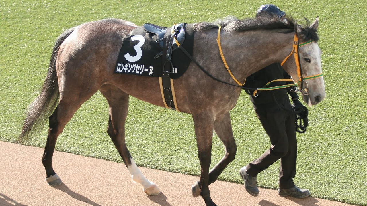 【姉はバヌーシー】2026年1月17日中山競馬場9Rロンギングセリーヌ&横山和生騎手3着🥉