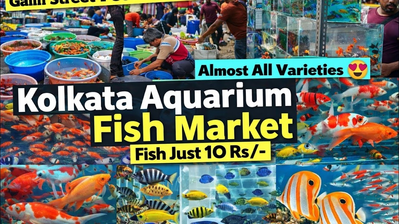 Gallife street || Fish market || all varieties fish📸📸 || Recent aquarium fish update 🐠🐟🐟🐠🐚💢💢💯💯