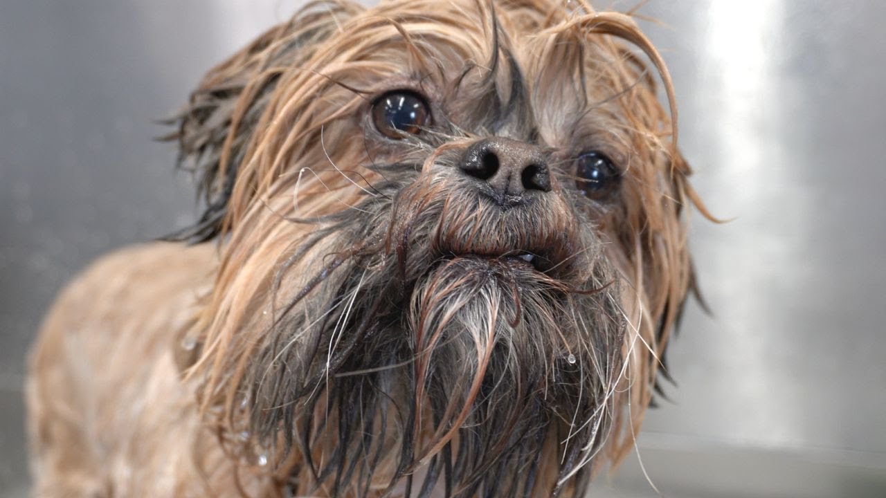 Why this dog is the biggest KAREN on the internet