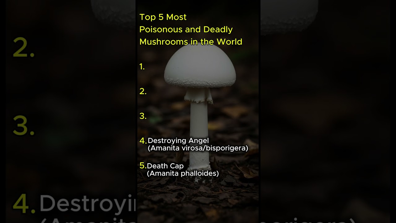 Top 5 Fungi That Can Kill You Instantly. (#FatalFungi #Horror #shorts #top5)