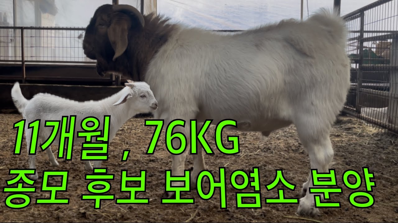 [주인도 목빠지게 기다리던 분양 영상] 11개월 종모 후보 보어염소(초코) / 3개월 F1 수컷(튼튼이) 분양 🫣 가격, 몸무게 및 기타 정보는 영상을 참고해 주세요