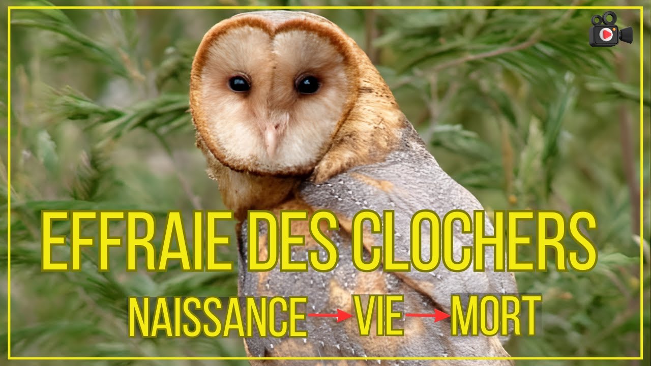 Chouette effraie Chasseuse nocturne Documentaire du silence