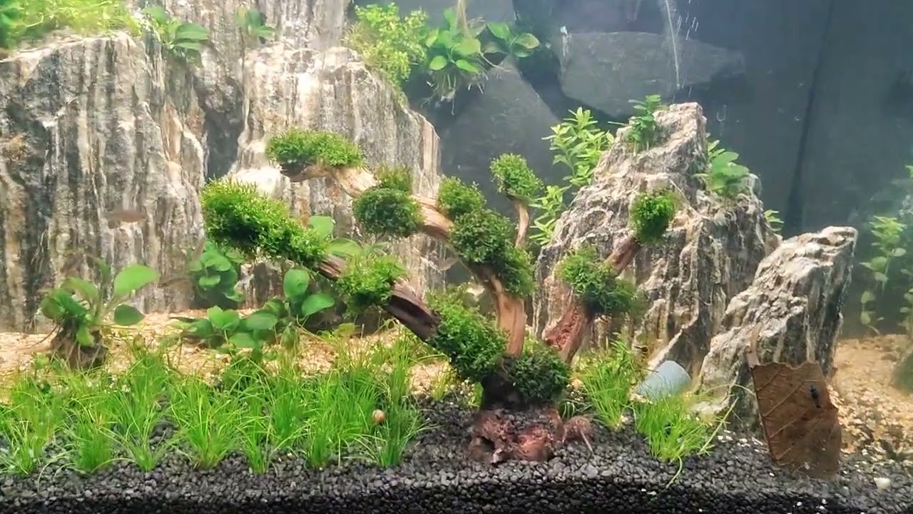 Aquarium Kaltwasser erste Fische