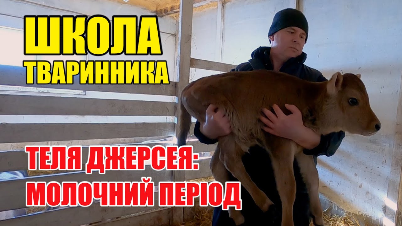 Як годувати теля? Що робити після розтелу | Школа тваринника | Куркуль
