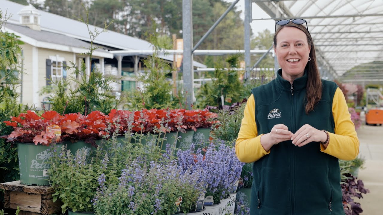 PETITTI Catmint Spotlight | Grow Nepeta for Pollinators & Deer Resistance