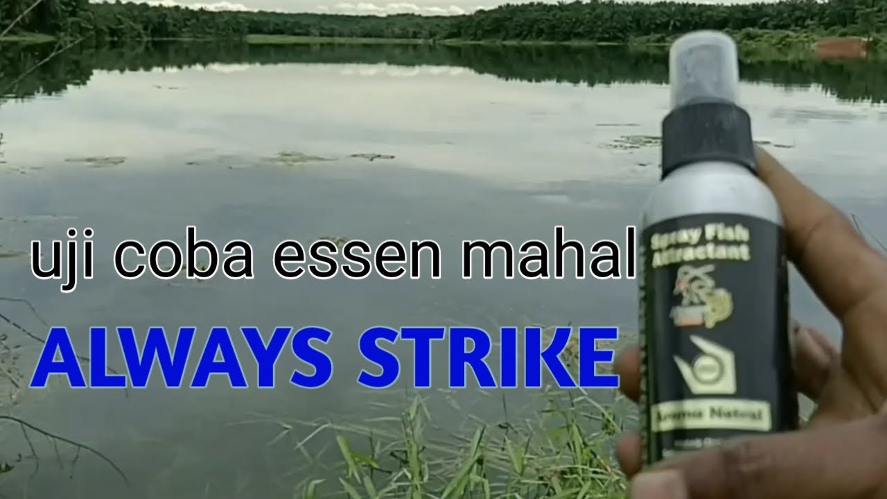 PERDANA !! mancing ikan nila pakai essen mahal |  hasilnya memuaskan
