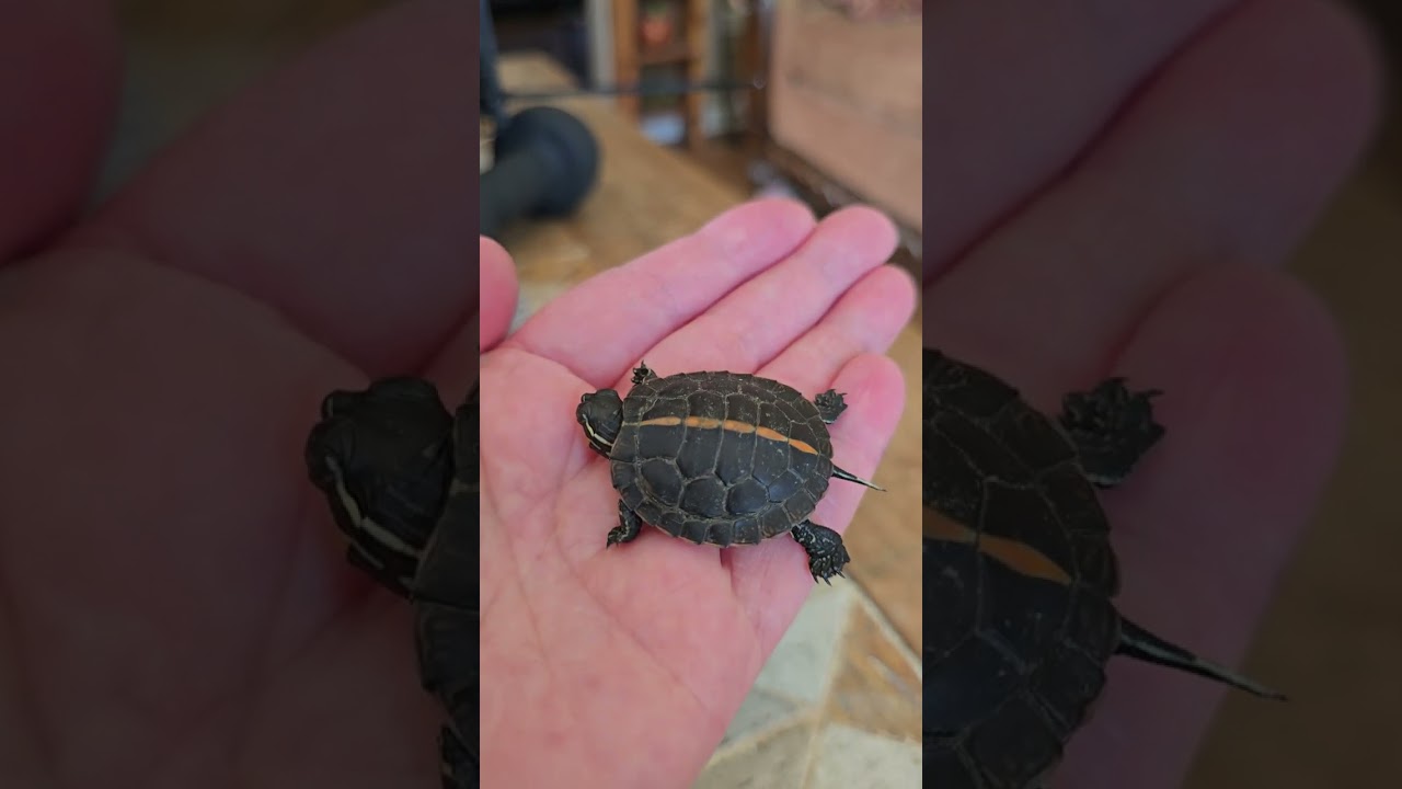 Unboxing Southern painted turtle from Cbreptile