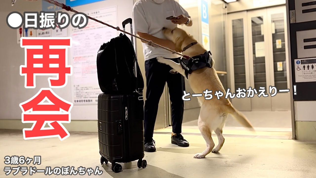 【ラブラドール#150】とーちゃんと●日振りの再会★labrador retriever 大型犬  ぼんちゃん　ラブラドールレトリバー  再会　お迎え　空港　大歓迎