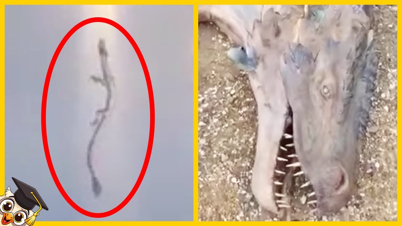 10 Drag&otilde;es na vida real capturados na c&acirc;mera