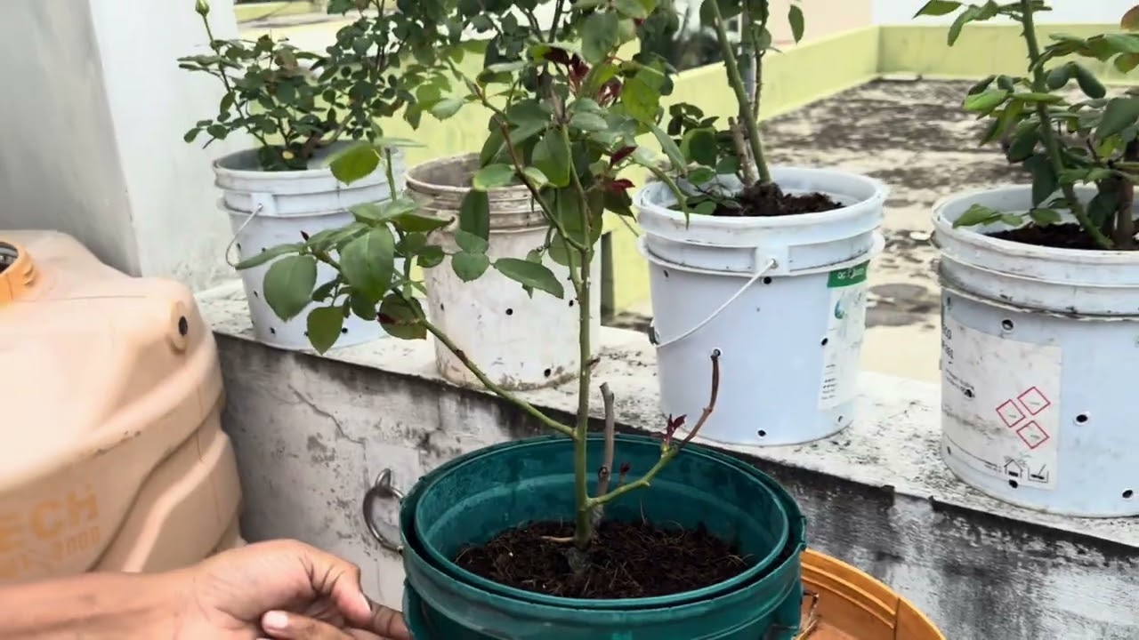 🌿 The Secret Behind Fast Plant Root Development 🌿