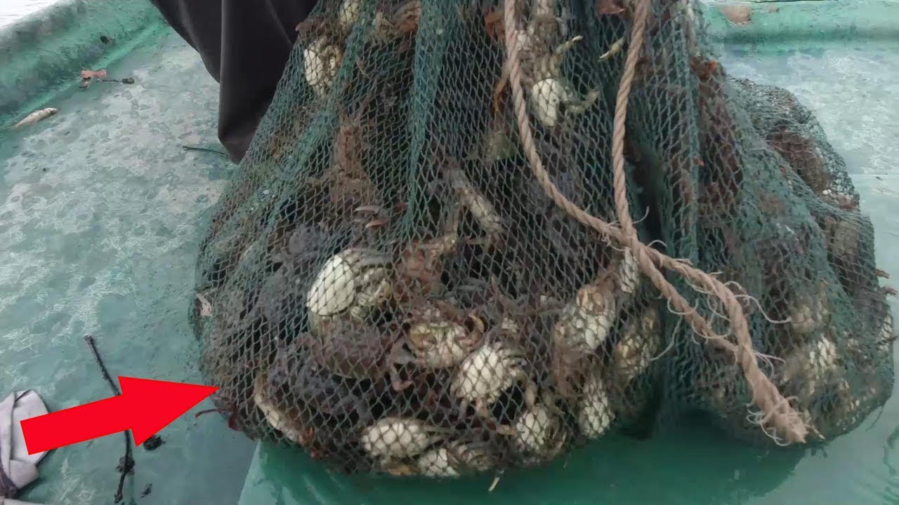 几个网笼都中了螃蟹窝，密密麻麻有上千只，阿渔妹第一次抓到这么多【阿渔妹】