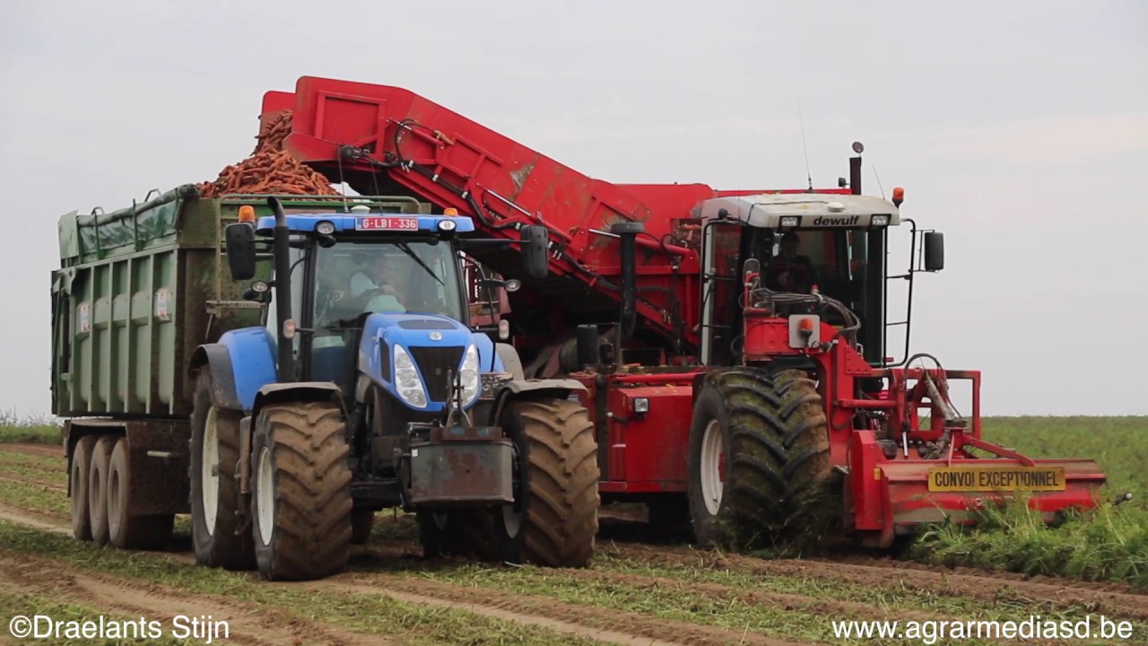 Wortelen rooien 2016&bull;Dewulf RPA 3060&bull;HD&bull;&copy;Draelants Stijn