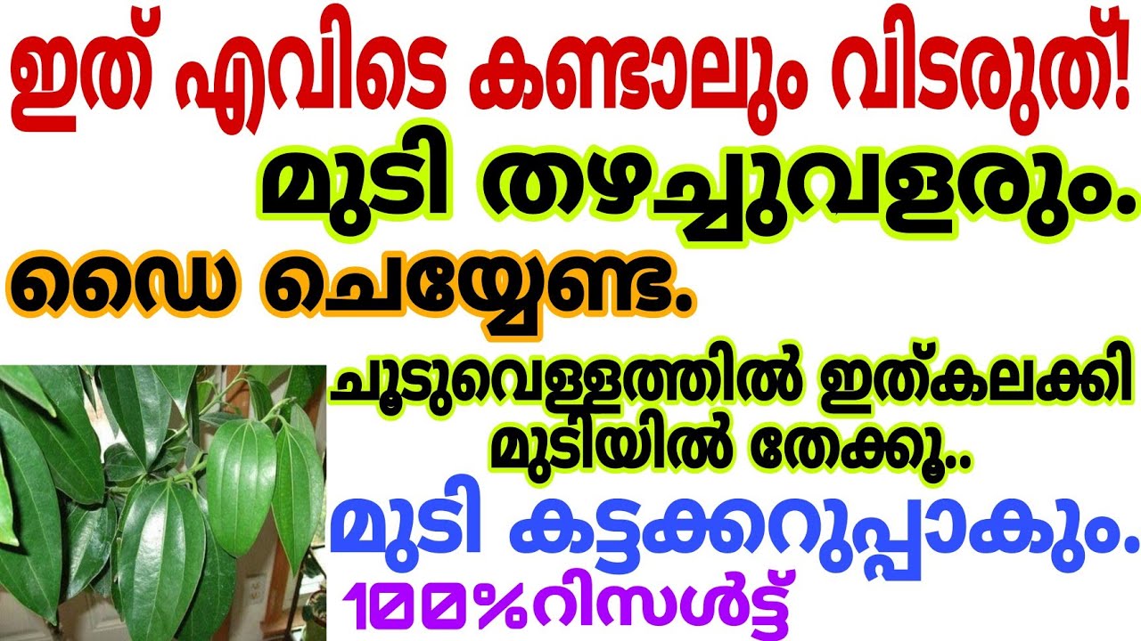 ഇനി ഡൈ ചെയ്യേണ്ട ഈ ഇല ഒന്ന് തൊട്ടാൽ മതി എത്ര നരച്ചമുടിയും കട്ടക്കറുപ്പാകും|Natural Hairdye