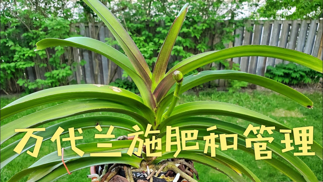 兰花，万代兰很快看花了！我的施肥和管理方法
