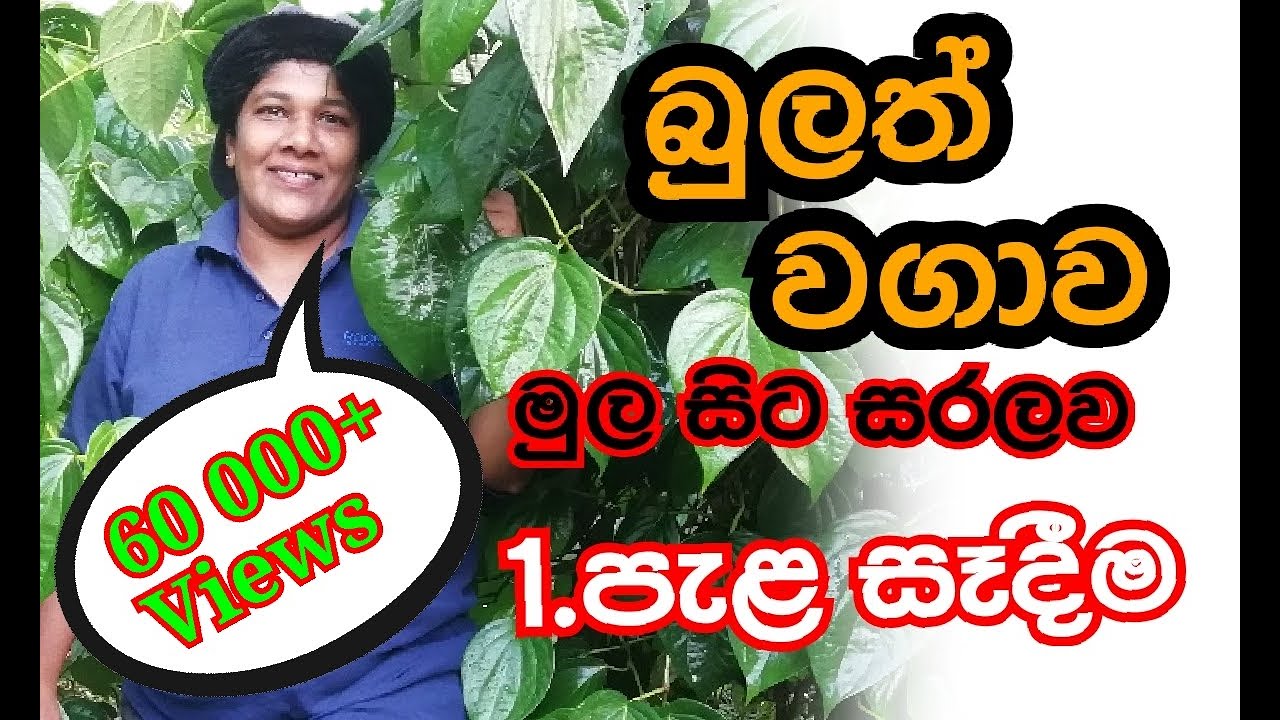 Bulath බුලත් පැළ සෑදීම (1 කොටස) - Ape Waththa | අපේ වත්ත