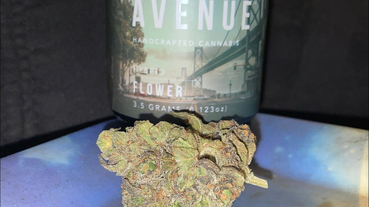 Horatcha by Avenue (Harvest X Compund Genetics)