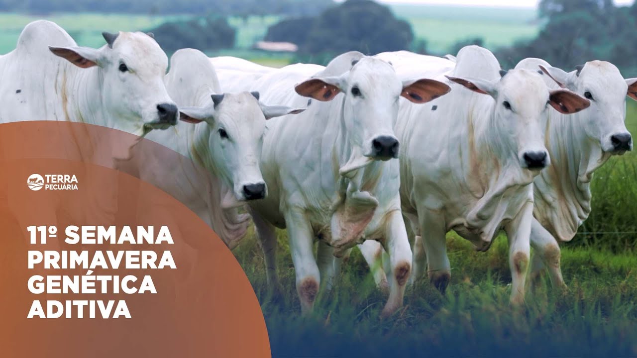 TERRA PECUÁRIA - 11º SEMANA PRIMAVERA GENÉTICA ADITIVA
