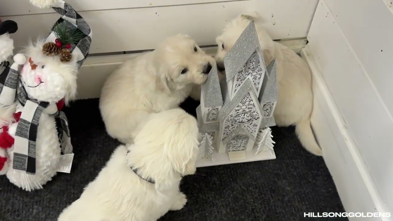 Finn & Vickie Four Weeks Old Puppies | BOYS | English Golden Retriever @GoldenRetrieverBuddy 