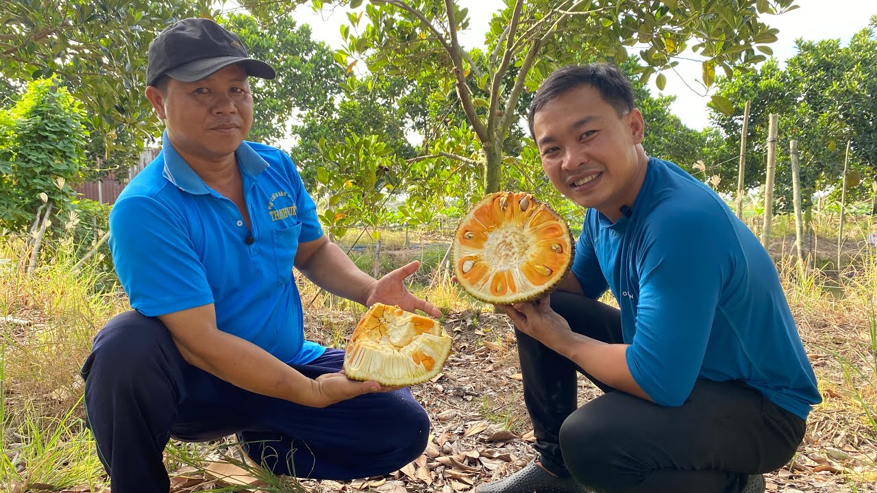 Việt  Miền Tây cùng Huy Miền Tây ra vườn bẻ mít chín cây 