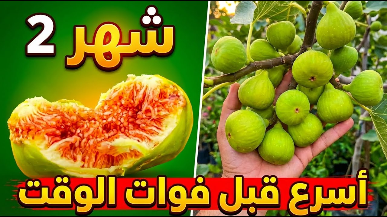 ستصدمك النتائج! ماذا تزرع في شهر 1 يناير ؟ (أسرع قبل فوات الأوان