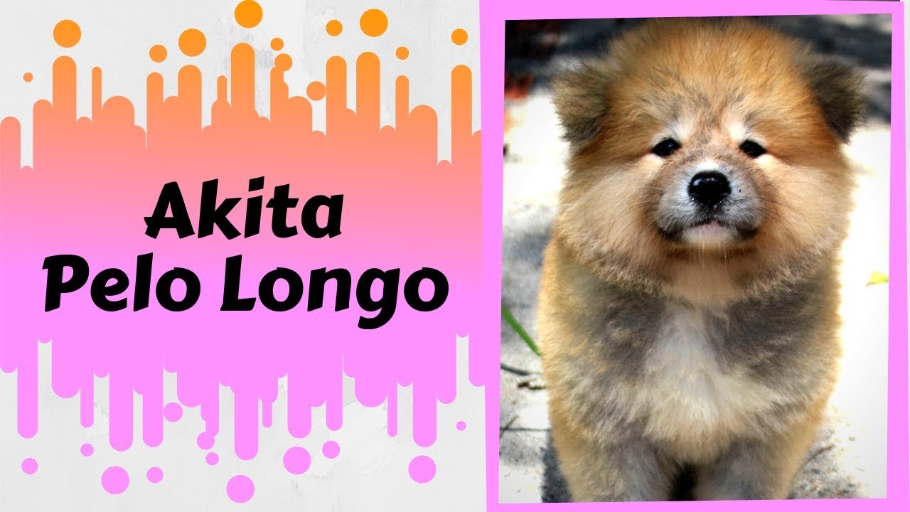 AKITA PELO LONGO É PURO? |CANIL HIDETAKA'S