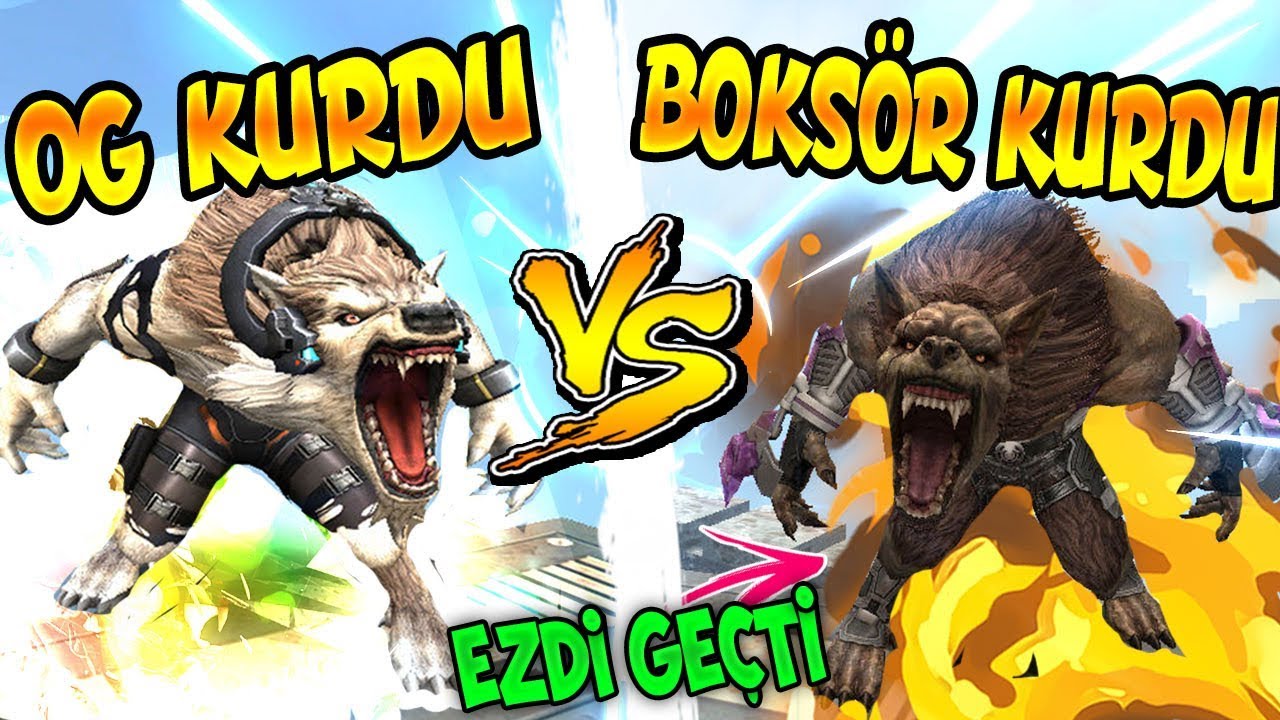 OG KURDUNU EZDİ GEÇTİ !! BOKSÖR KURDU vs OG KURDU !! EN İYİ KURT WOLFTEAM