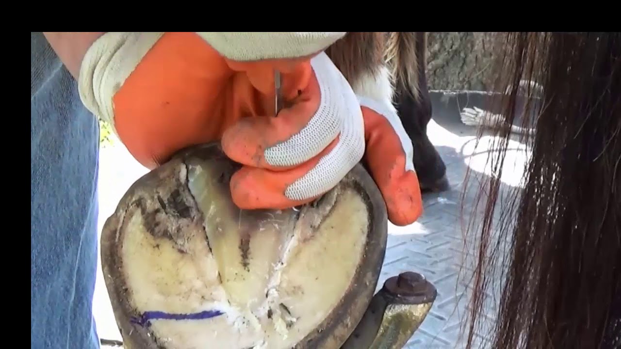 TACT Whole Hoof Mapping Demo 1