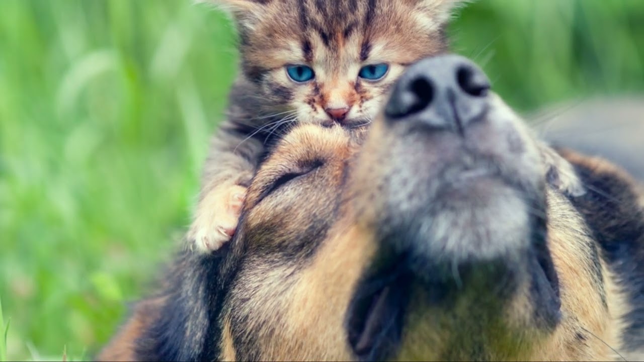 Brave Dog Saves Kitten from Highway