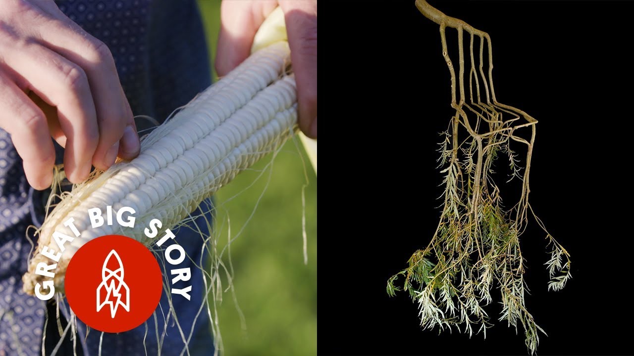 Эти фермеры выращивают всё: от белой клубники до мебели