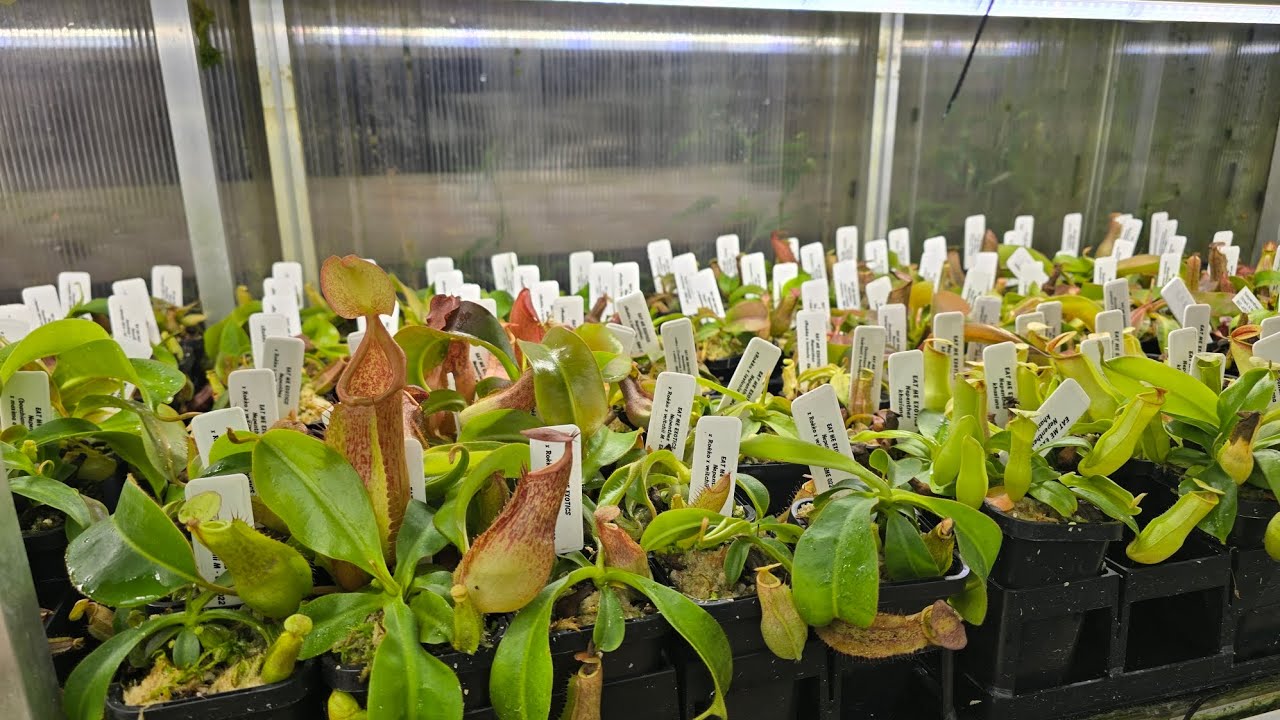NEPENTHES ARE EASY, beginners guide to growing nepenthes.