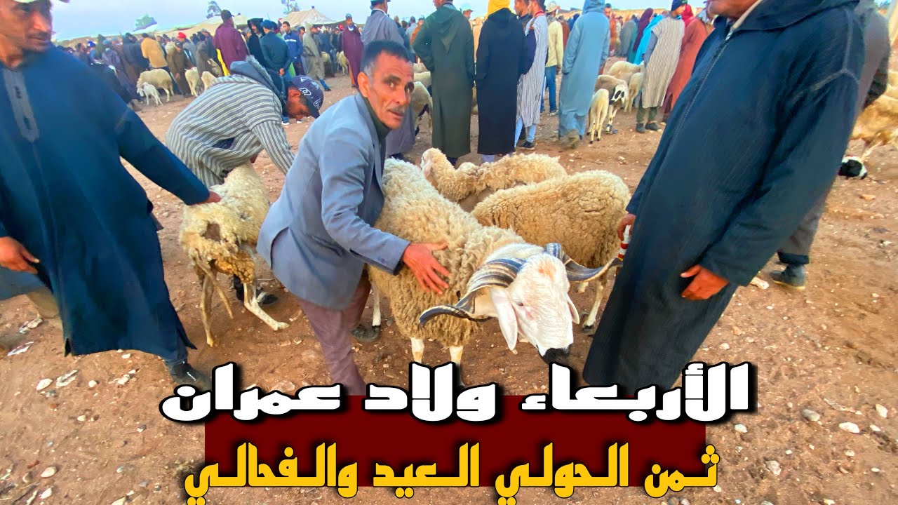ليوم من سوق الاربعاء ولاد عمران اقليم دكالة ها فين واصل ثمن حولي عيد الاضحى ب31مايو 2023