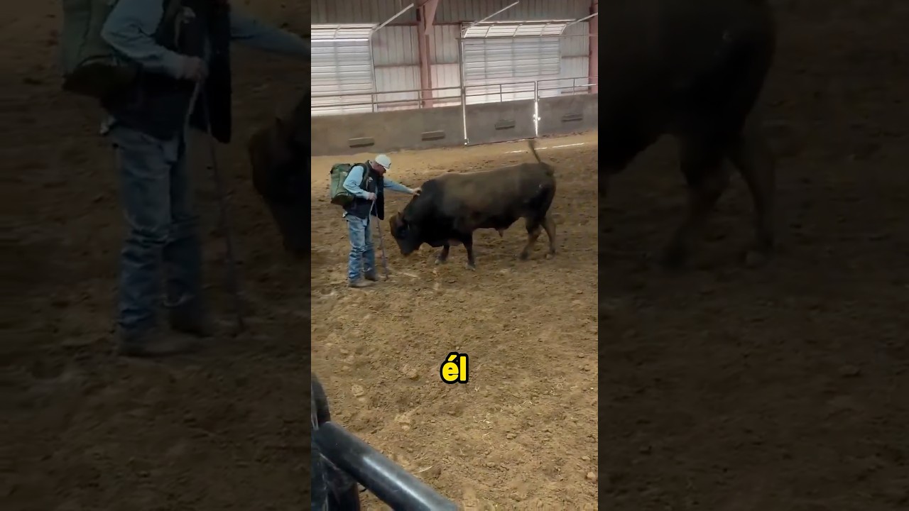Amaestro a un toro bravo